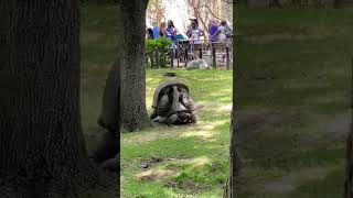 Aldabra Tortoises Mating at the Fort Worth Zoo [upl. by Lisa808]