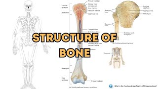 Exploring the Anatomy and Structural Components of Bones [upl. by Surdna330]