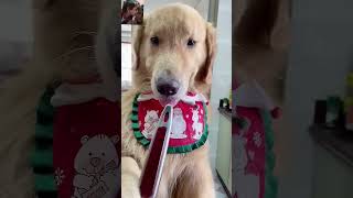 Tobo or tommy ki friendship dog funny animals comedy shortsvideo [upl. by Obeng]