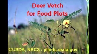 Deer Vetch for Food Plots [upl. by Cinamod]