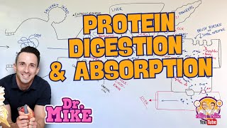 Protein Digestion and Absorption [upl. by Aran549]