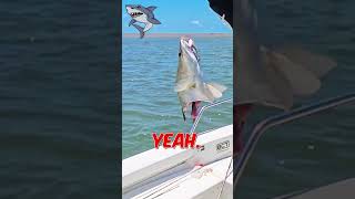 Shark Attack fishing barramundi fishingtownsville barramundifishing [upl. by Eimilb]