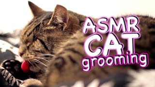 ASMR Cat  Grooming 23 [upl. by Kalmick]