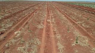 Macadamia Farming Zambia WWM Farming BJS Photography 📸 [upl. by Moorefield]