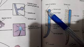 Development of spinal cord  CNS Embryology Part 3 [upl. by Heer]