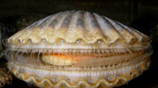 Facts The Scallop [upl. by Ttayw526]