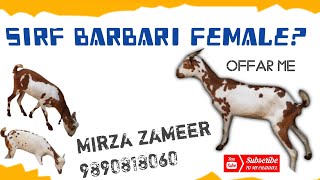 Barbari females sale [upl. by Reel]