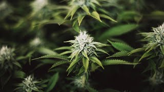 TilrayAphria deal approved in cannabis megamerger [upl. by Asselem548]