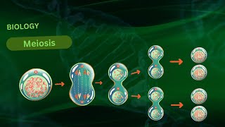 quotUnderstanding Meiosis A Comprehensive 3D Animation of Cell Divisionquot [upl. by Yeltnerb]