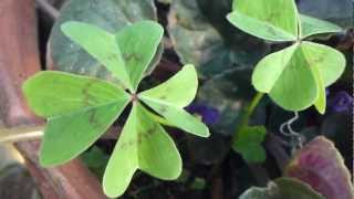 trebol 4 hojas real de buena suerte clover for good luck clover 4 leaf clover Lucky clover [upl. by Anod]