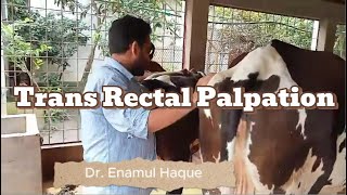 Trans Rectal Palpation  Dr Enamul Haque  01932051373 [upl. by Emlyn424]