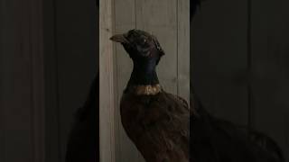 Taxidermy pheasant found in abandoned house urbex abandoned taxidermy [upl. by Hgalehs]