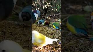 Gouldian Finches birds nature [upl. by Cressi185]