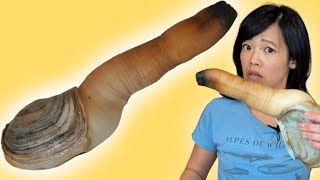 How to Clean amp Eat a Geoduck [upl. by Jerald318]