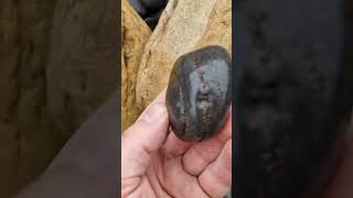 Dactylioceras ammonite fossil find at ravenscar Yorkshire fossilhunting [upl. by Romito158]