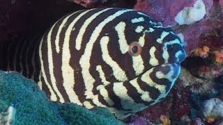 Moray Eels  Reef Life of the Andaman  Part 7 [upl. by Derna]