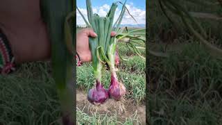 Onion fieldsধানক্ষেত shortvideo shorts shortsvideo viralvideo shortsfeed bengali viralshort [upl. by Noet]