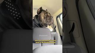 5 Top reasons to get a Cane Corso dog canecorso bigdog life family strong shorts [upl. by Ocirema]