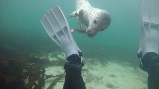 Diving with Seals  Farne Islands [upl. by Hahseram]