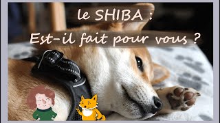 Shiba ce quil faut savoir AVANT dadopter [upl. by Lottie]