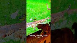 Cat scratching and clawing at the TV screen funnyvideos funny cat [upl. by Cho]