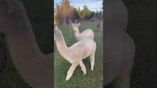 Alpaka alpacalove animals alpacalife nature alpaca denmark [upl. by Osher]