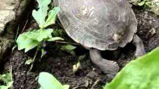 Rhinoclemmys pulcherrima incisa Honduran Wood Turtle [upl. by Lightfoot]