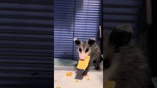 Baby possum eating crackers love animals possum cute follow cute crackers 2024 food fyp [upl. by Winsor]