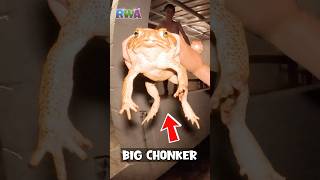 😱 WATCH OUT Giant toads are scary FUN [upl. by Annelg]