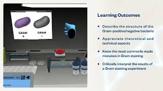 The Gram Stain Identify and differentiate bacteria  Virtual Lab [upl. by Neleh660]