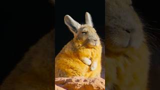 It is what it is🤦🏼‍♂️ viscacha pets cute funny animals wildlife viralshorts shorts [upl. by Stulin]