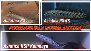 PERBEDAAN IKAN CHANNA ASIATICA RS  RSWS  RSP KALIMAYA [upl. by Sikata]