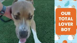 MEET AIDAN AT KC PET PROJECT [upl. by Hinch]