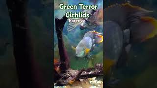 Green Terror Cichlid Parents and Fry [upl. by Chamkis]