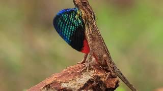 Fan throated Lizard  Sitana Ponticeriana [upl. by Dulcine]