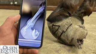 Amazing Life Changing Donkey Hoof Trimming with Lee Olsen Certified Journeyman Farrier [upl. by Sal]