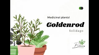 🌼 Goldenrod Plant Nature’s Sunshine and Herbal Treasure 🌿✨ [upl. by Gurevich]