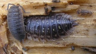 How to care for Isopods A 20 Dollar Colony [upl. by Raual]