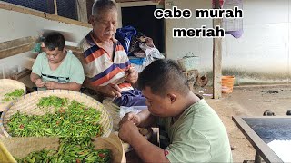 beli cabe banyak harga murah meriah [upl. by Ibrik]