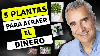 5 Plantas Para la Riqueza 🔥 Para Atraer 💰 DINERO al Hogar [upl. by Amandi]