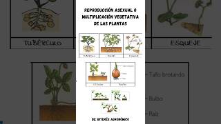 Reproducción asexual o multiplicación vegetativa de las plantas 👨🏻‍🌾 🌱 agricultura agro [upl. by Aikar]