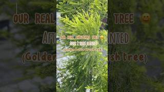 Melaleuca bracteata  Golden bottle brush tree bottlebrushtree [upl. by Brena434]