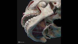 Action of mylohyoid muscle [upl. by Nemad]