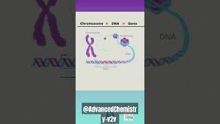 Chromosome DNA and geneshortsfeed chromosome dna [upl. by Katrinka]