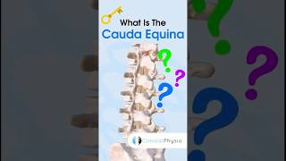 Cauda Equina anatomy physiotherapy physicaltherapy caudaequina [upl. by Remled763]