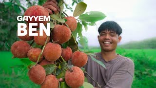 Pick MABOLO fruit before they fall on the ground  Making fruit shake and more  Gayyem Ben [upl. by Leasim]