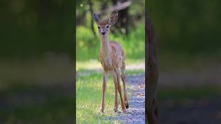 Baby Deer Sound 🦌  White  tailed deer [upl. by Ainekahs]