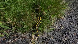 Jolie Salamandre tachetée de jaune [upl. by Acceber]