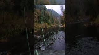 new salmon vid out now  salmonsidequestmp4 [upl. by Loralie]