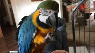 Charley the parrot blue amp gold macaw talking and eating an almond [upl. by Ltihcox]